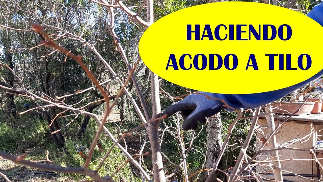 ACODO A TILO