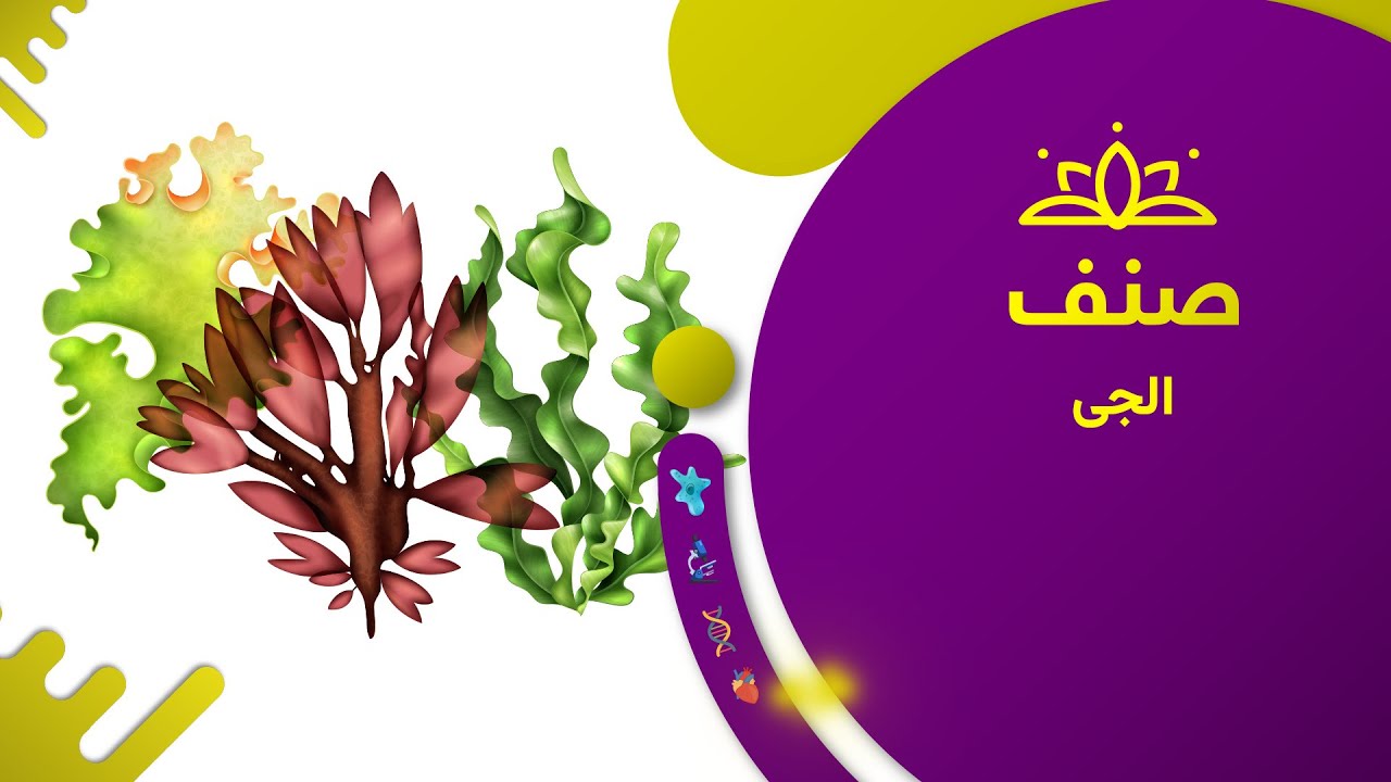 صنف - بیولوژی صنف هشتم- درس ۶: الجی