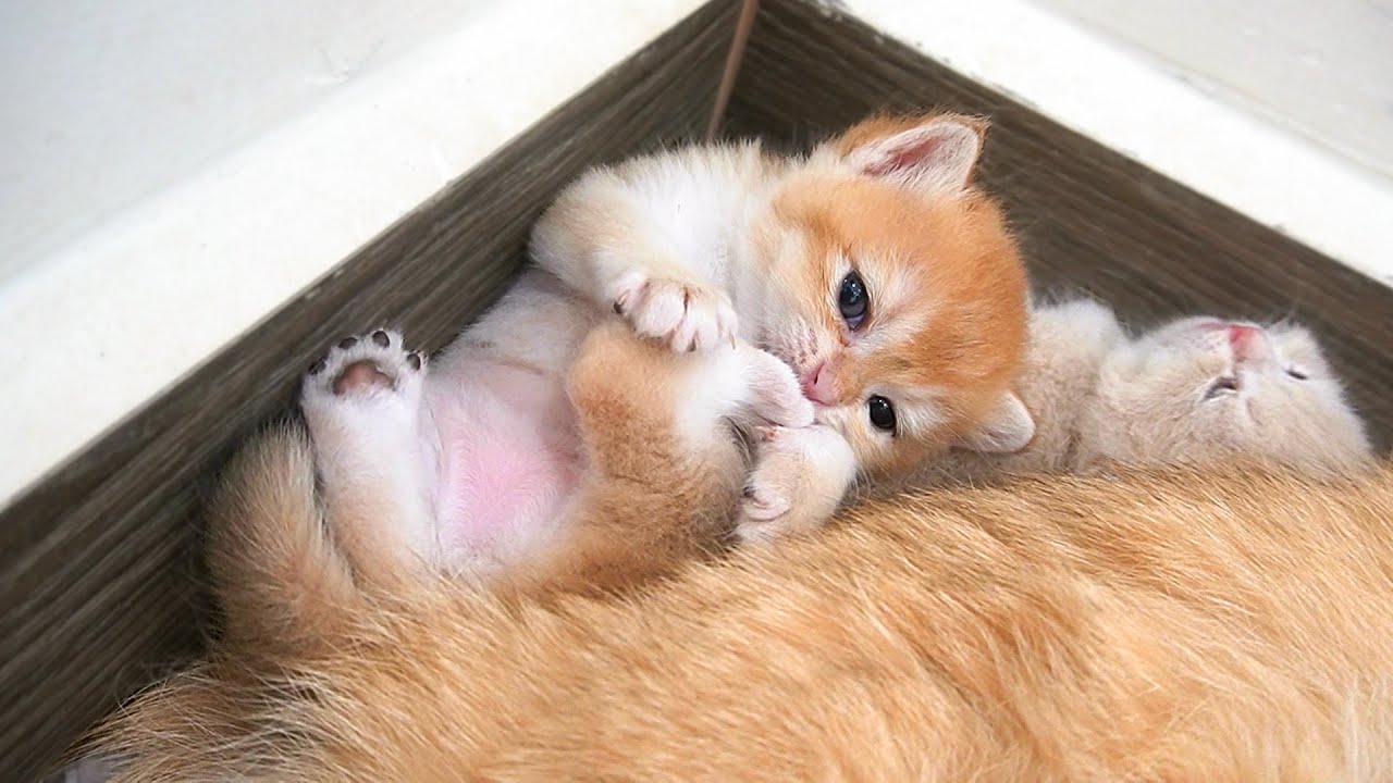 When with the mom and dad cat, the Taco kitten's super cuteness mode was activated