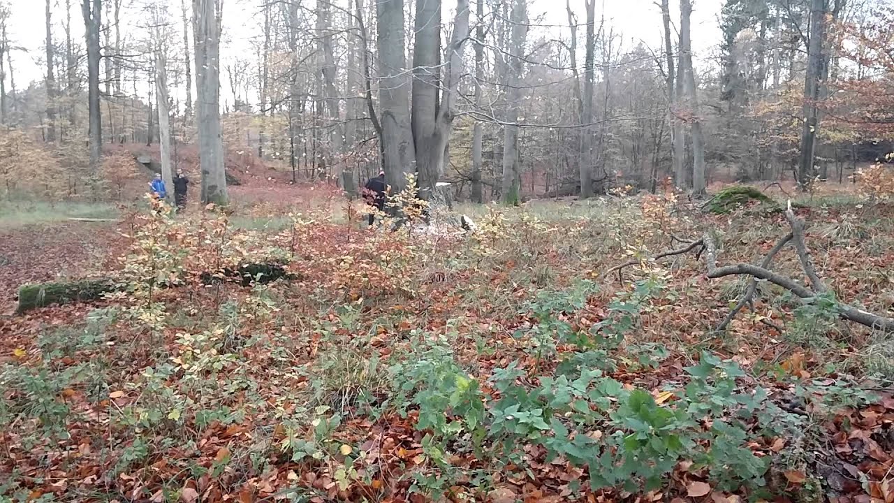 Fældning af tvege med råd