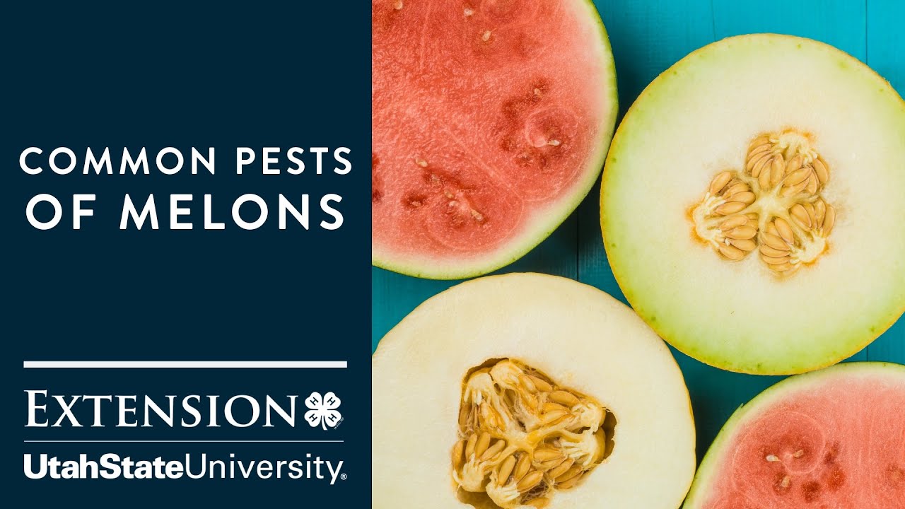 Common Melon Pests
