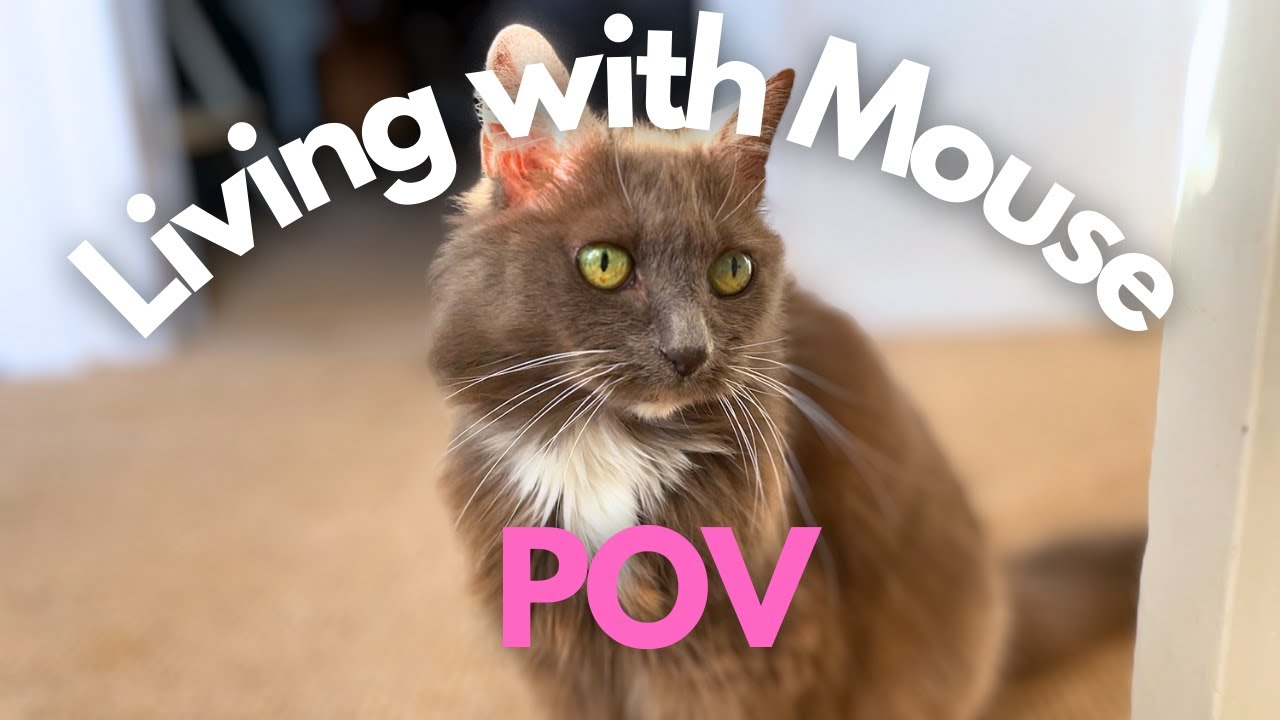 POV Living with Mouse