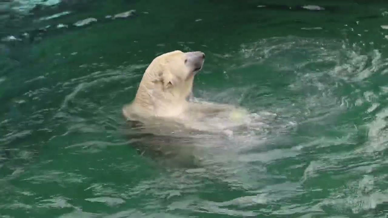 円山動物園のホッキョクグマ　リラ　おもちゃのエッグボールを持ってプールで遊ぶ姿　2022年4月10日　PolarBear　　Lila　SapporoMaruyamaZoo