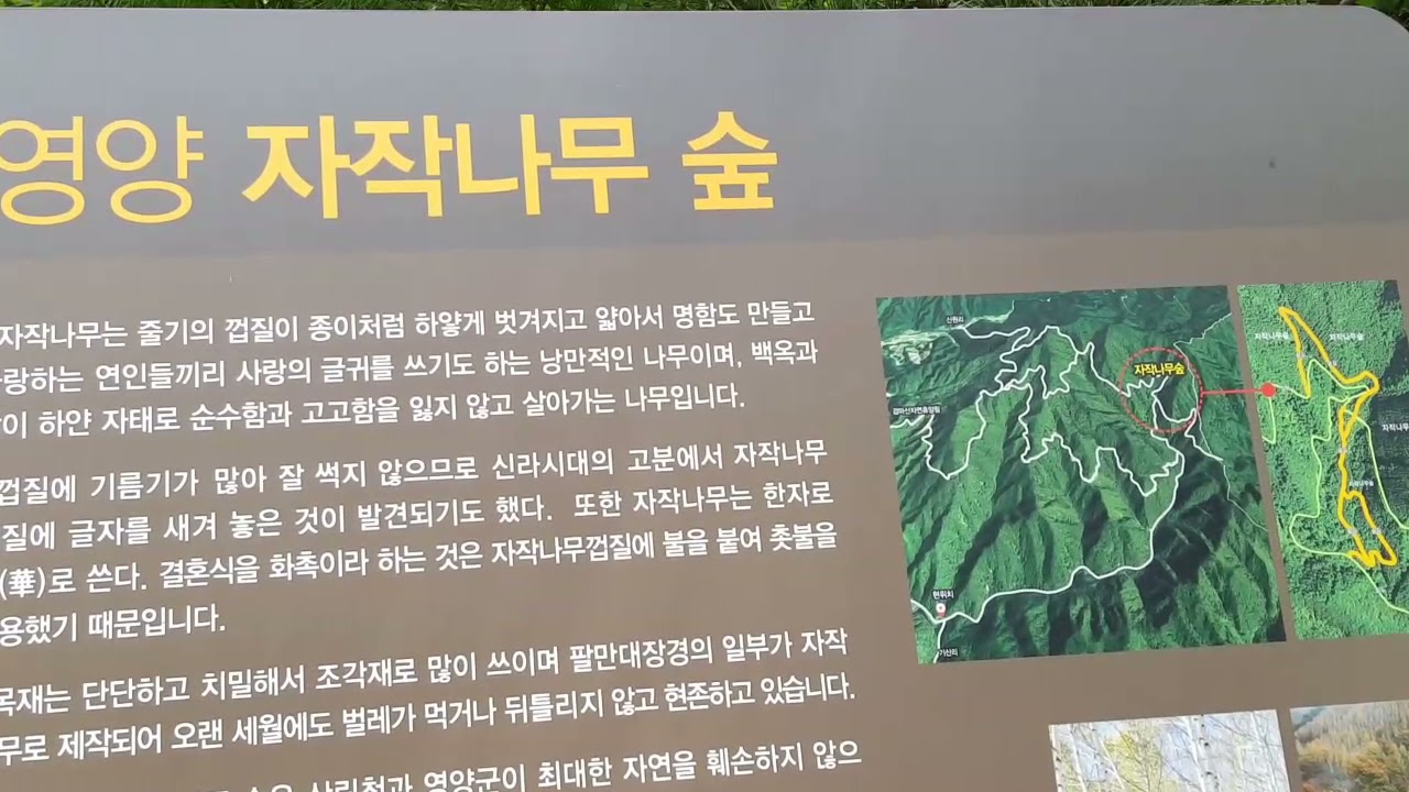 숨어있는거대한 영양자작나무숲