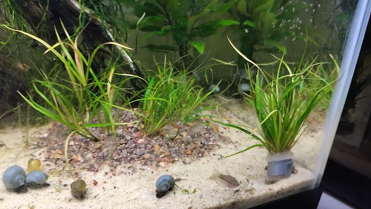 sparkling gouramis looking for food