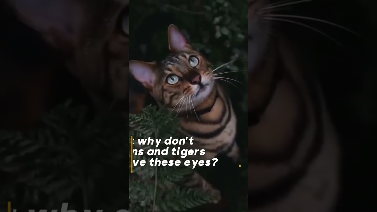 WHY IS THE CAT ' S PUPIL VERTICAL ?