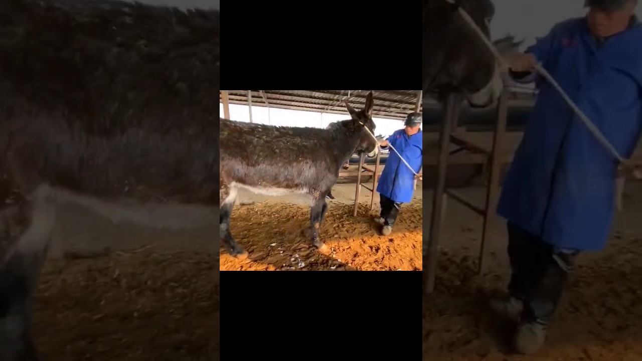 donkey hooves haven't trim for years #satisfying #hoof #trimming #asmr #foryou #animal #donkey