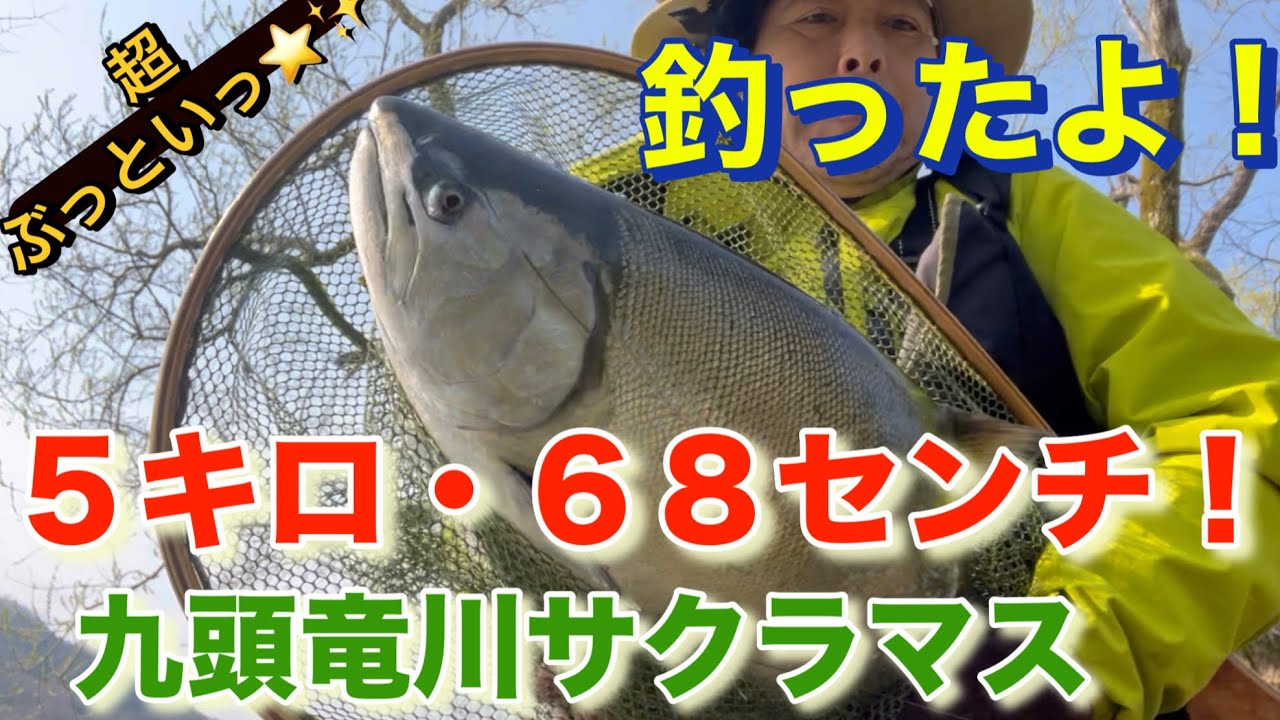 サクラマス5キロ68センチを九頭竜川で釣ったっ！ヒットシーンからキャッチまで・2025年4月8日