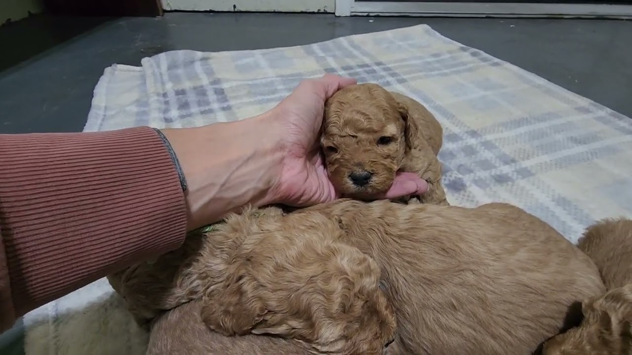 Harley & Ruger-4 weeks old