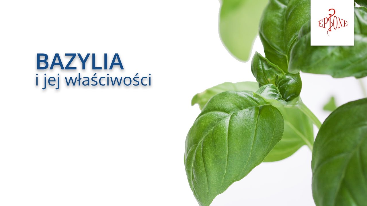 Zdrowe Porady - Bazylia i jej wlaściwości!