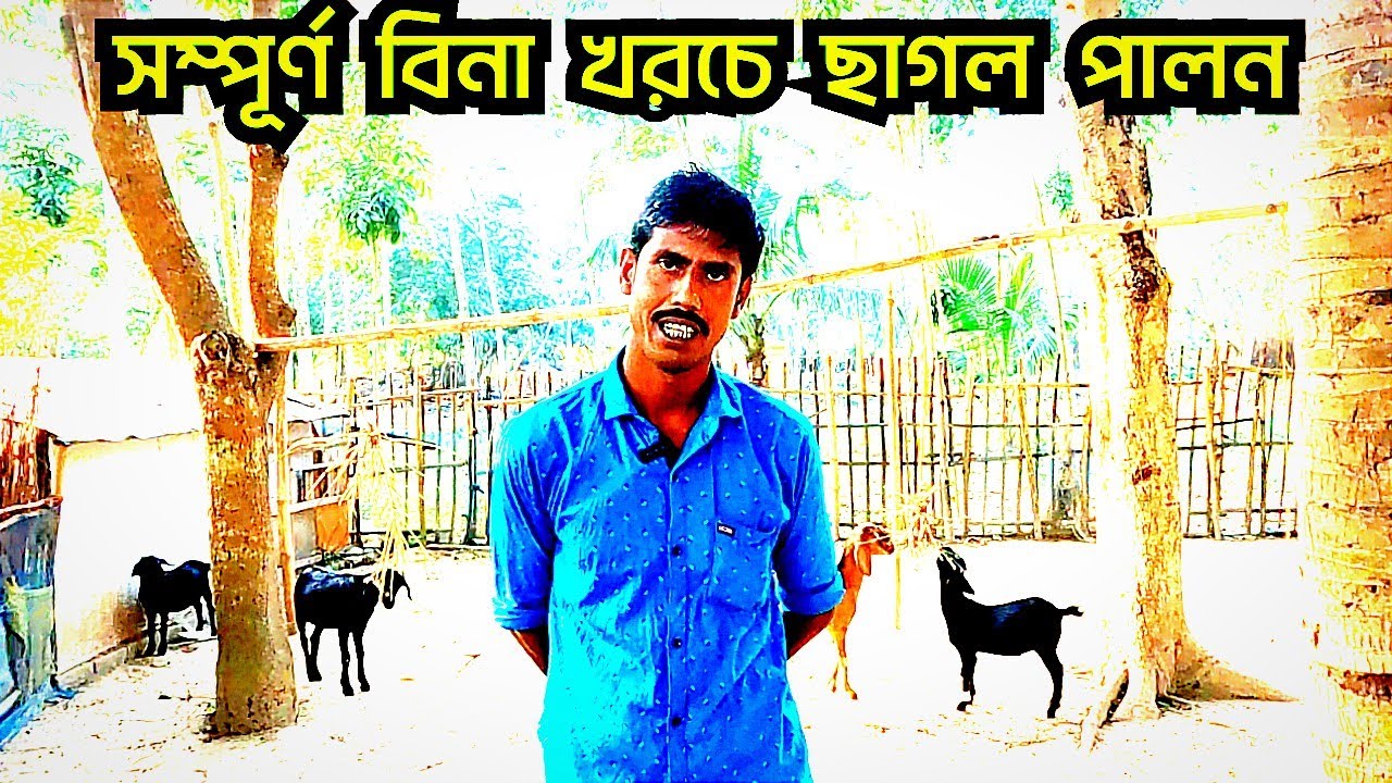 মাত্র ১৬ হাজার টাকায় ৮ টি ছাগল দিয়ে শুরু || ১৫ মাস পর ৩৫ টি ছাগল || ব্ল্যাক বেঙ্গল ছাগল পালন ||
