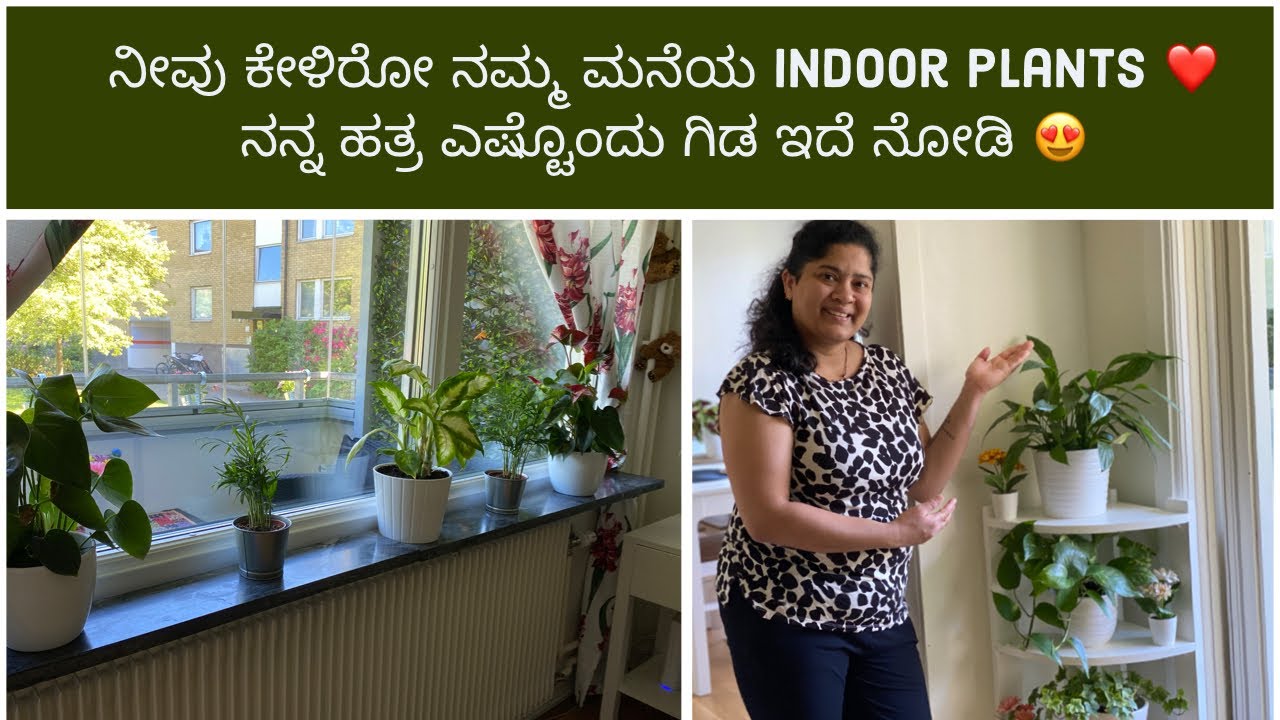 ನೀವು ಕೇಳಿರೋ ನಮ್ಮ ಮನೆಯ ಇಂಡೋರ್ ಪ್ಲಾಂಟ್ಸ್  / My indoor plants collections