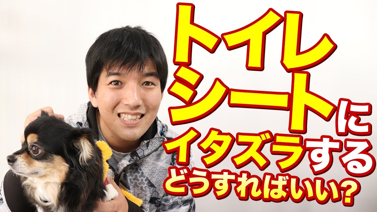 愛犬がトイレシーツを噛む！トイレ―シートカバーも嫌がる！どうすればいいの？？