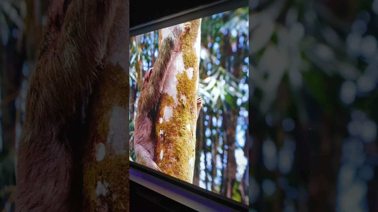 Benq w600+