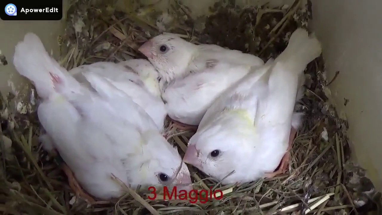Crescita dei pulli di Diamante mandarino
