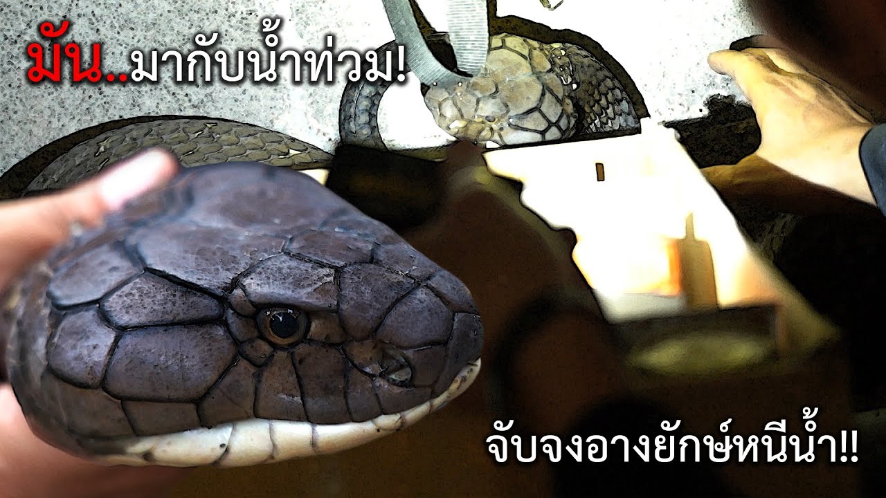 จับจงอางยักษ์หนีน้ำ!! มัน..มากับน้ำท่วม EP.4