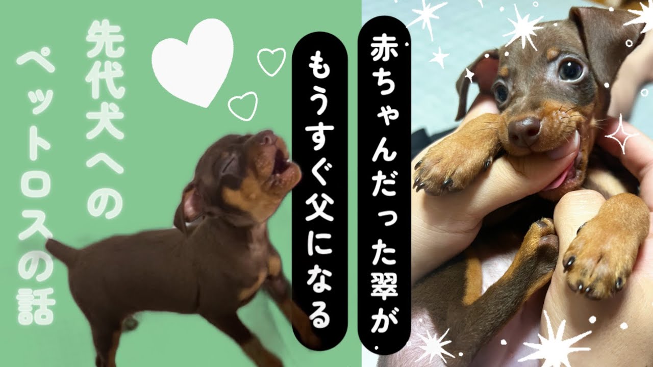 ミニピンの翠★もうすぐ父になる！ペットロスのお話し#ミニチュアピンシャー #minipin #犬#Dog#ペットロス#赤ちゃん#幼少期#かわいい