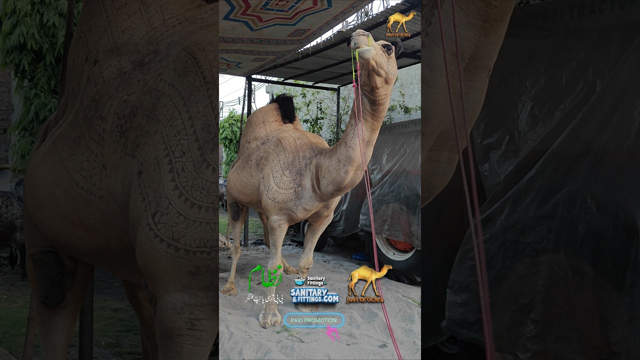 3 brothers 😍😍 #camel #justarticles #qurbanvlogs