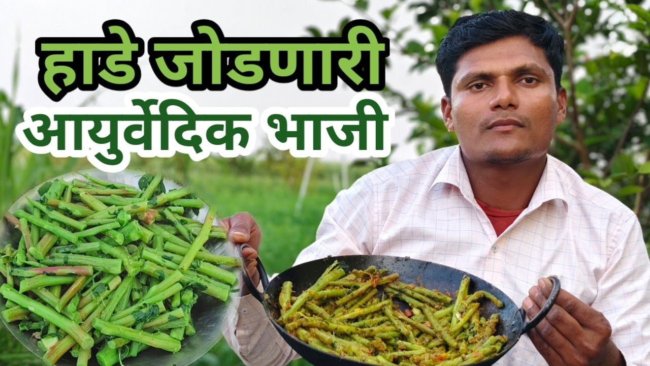 चक्क, पाच दिवसात | ठिसूळ हाडे जोडणारी एकमेव रानभाजी | वात, पित्त, कफ, रक्ताच्या गाठी, दूर करणारीभाजी