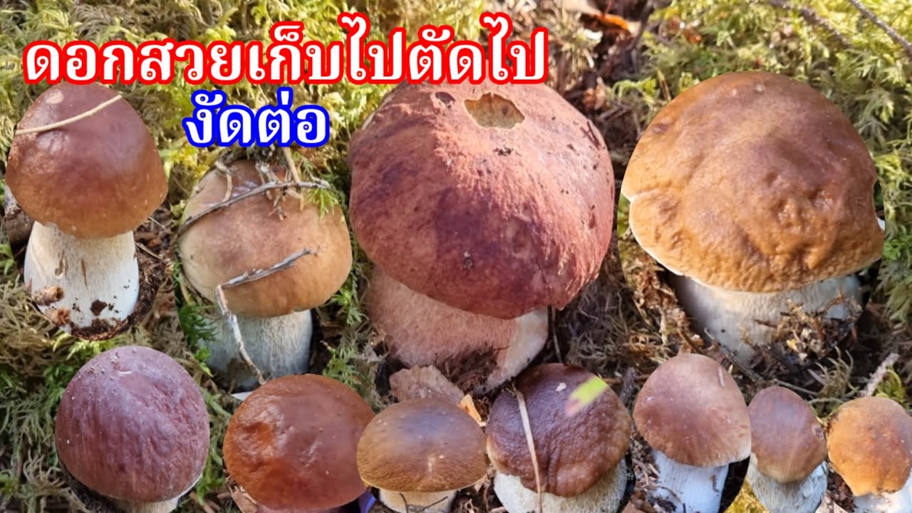 เก็บเห็ดผึ้งหวานหมานเต็มถัง วีดีโอยังไม่เคยลงคลิบตกค้างลงยาวสำหรับคนชอบ Porcini Karljohan 