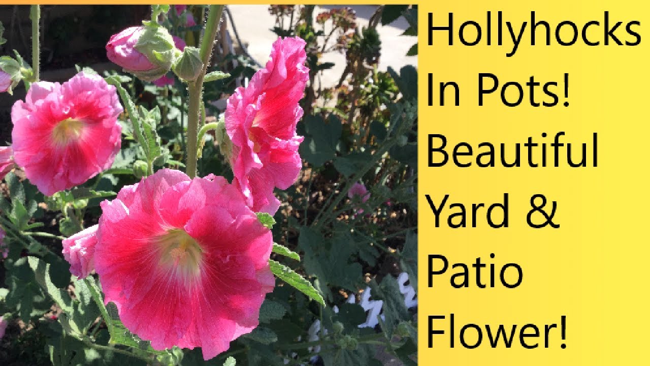 (Video 43) Hollyhocks In Containers | Reblooming Hollyhocks Year After Year | Care/Seed Collection.