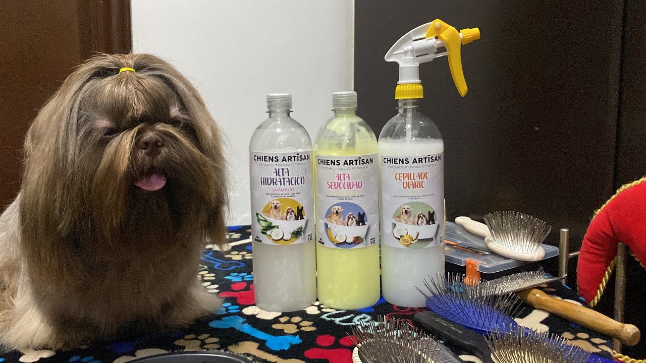 BAÑA a tu SHIH TZU en CASA | MIRA PASO A PASO