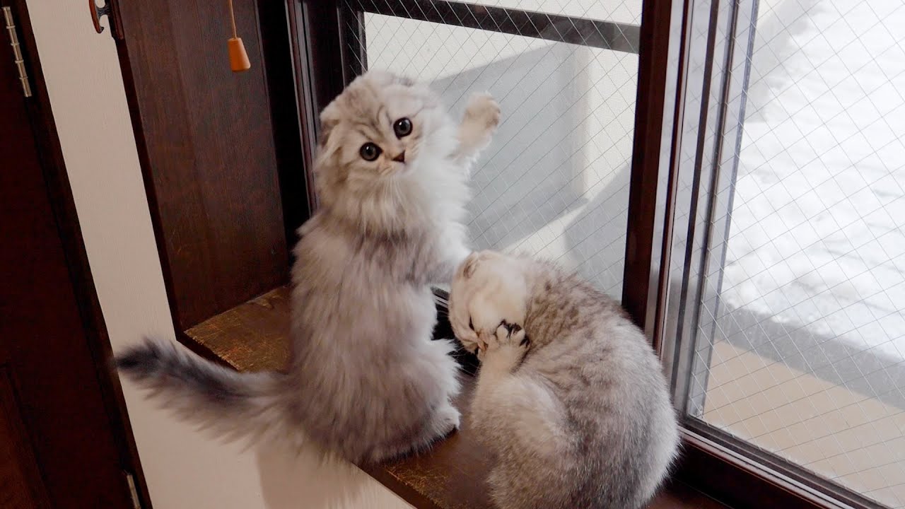Котенок, который как сумасшедший трясется лопатой, когда видит снег, такой милый!