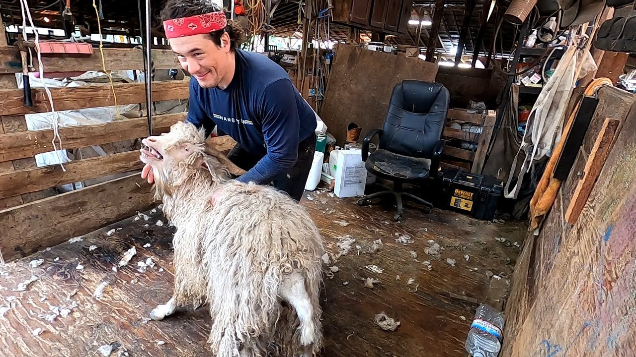 Shearing Goats