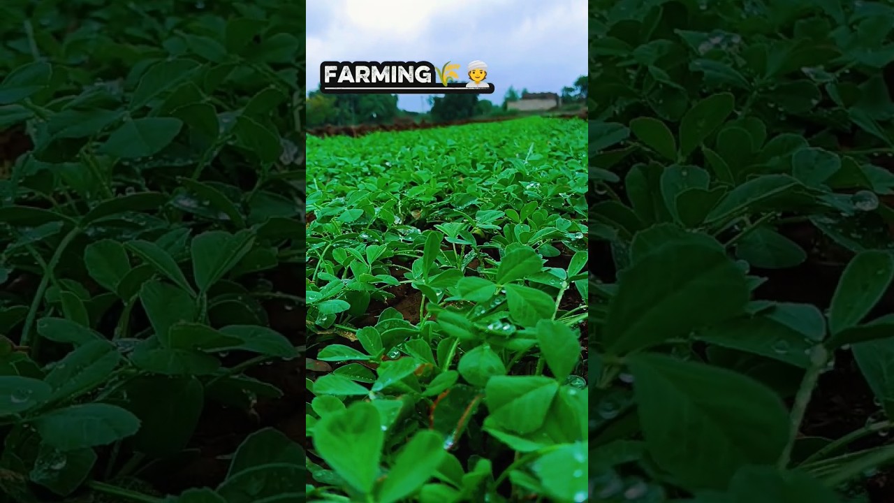 This is my farm, I do my own farming 😌 #agriculture #farming #agriculture #trendingshorts