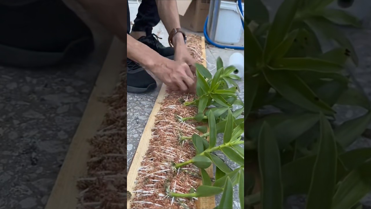 Удивительные видеоролики о методах выращивания! Как выращивать орхидеи дендробиум #короткий🌵🍀🌵🌵🌵