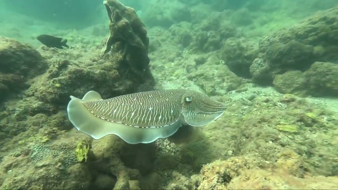 Mực nang - Cuttlefish v&agrave;o rạn đẻ trứng