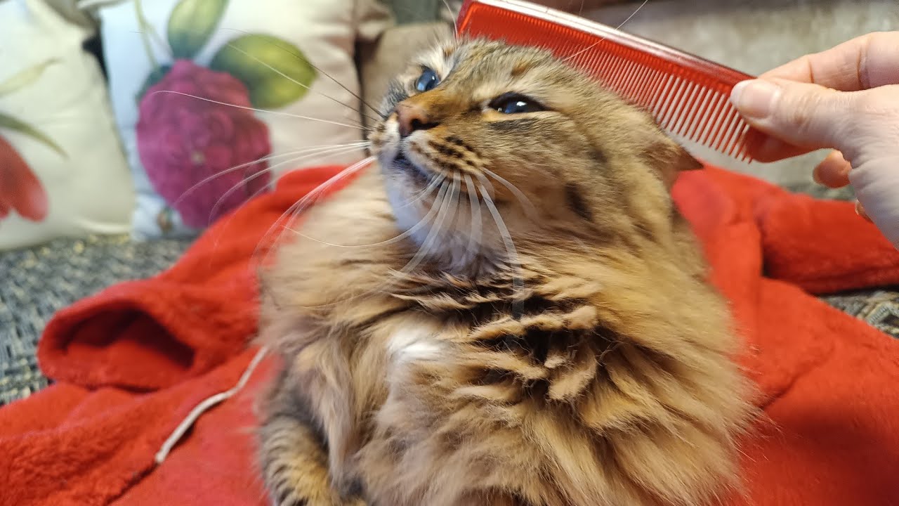 This Cat Looks Forward to The Grooming Every Day 😍.So Cute 😻