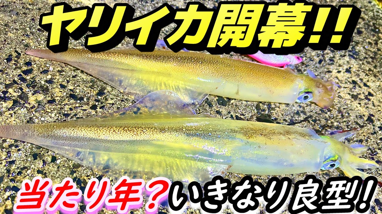 「堤防釣り」2026年初釣りでシーズン開幕宣言！エギングで能登ヤリイカが連発しました！