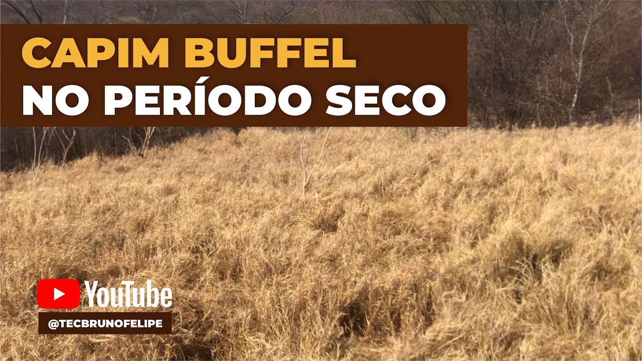 CAPIM BUFFEL | PERÍODO SECO