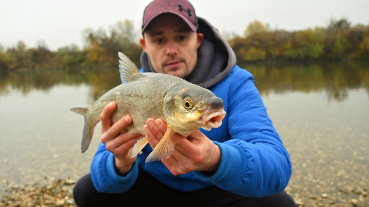 Pecanje Štupsera (skobalj) na voćnu ŠTRUDLU i MEDLJIKOVAC - Ribolov na Feeder