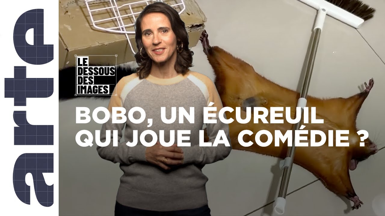 Pourquoi les vidéos d'animaux nous font-elles tant rire ? - Le dessous des images - ARTE