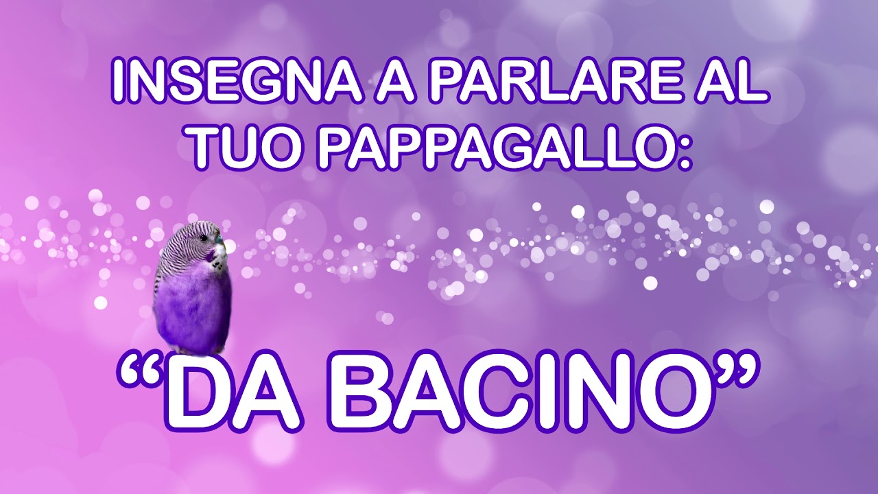 Insegna a parlare al tuo pappagallino - 