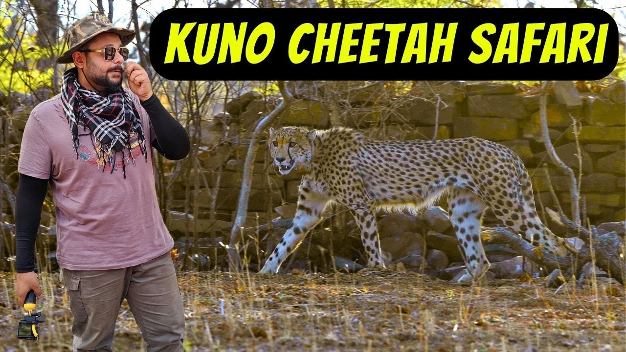 Cheetah Safari in Kuno National Park | Booking | Budget Stay | Kuno Jungle Safari Price