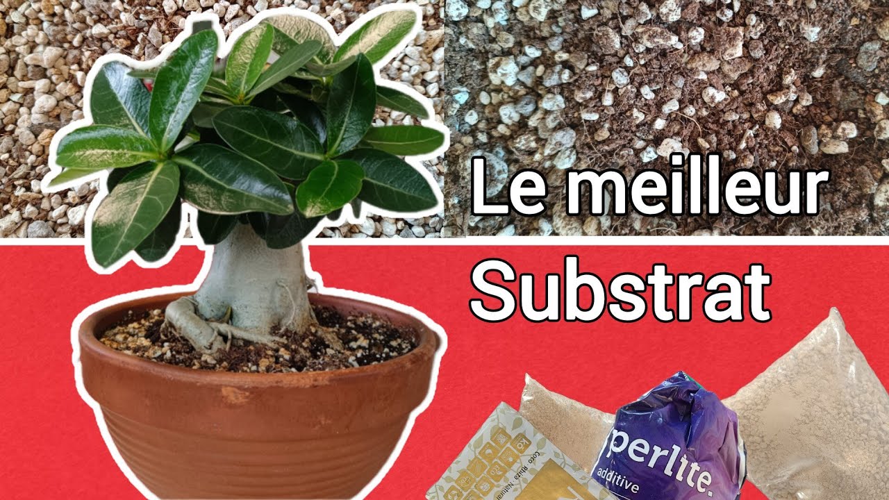 Le meilleur substrat pour Adenium - Rose du désert. Bon à savoir (Ep 2)