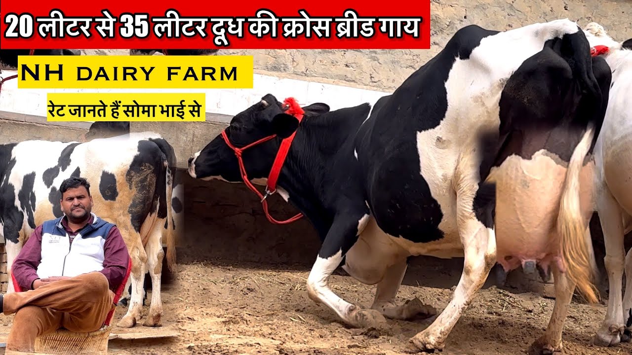 12 गाय दूध 20 से 35 लीटर,NH dairy farm, @kulveersidhu8926 