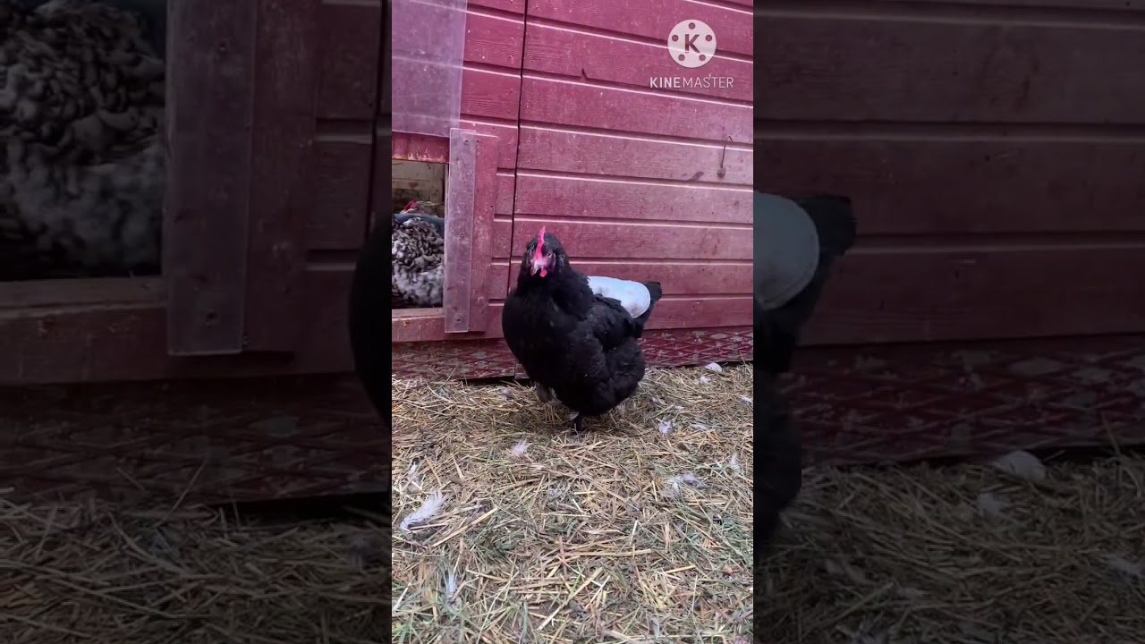 Оливковый Эггер. Оливэггер. Olive egger chicken.