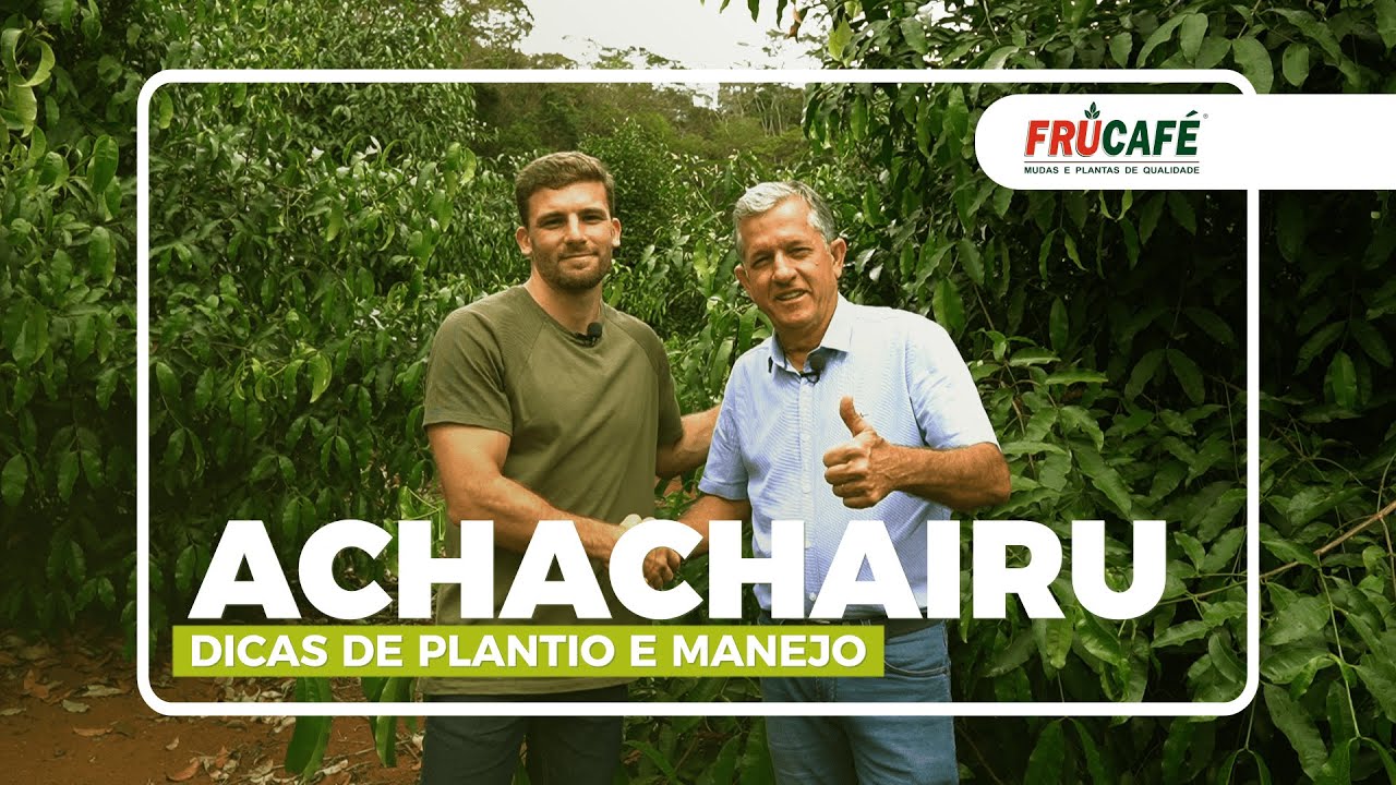 Você Conhece o Achachairu? Dicas de Plantio e Manejo com Abel B. S. Neto.