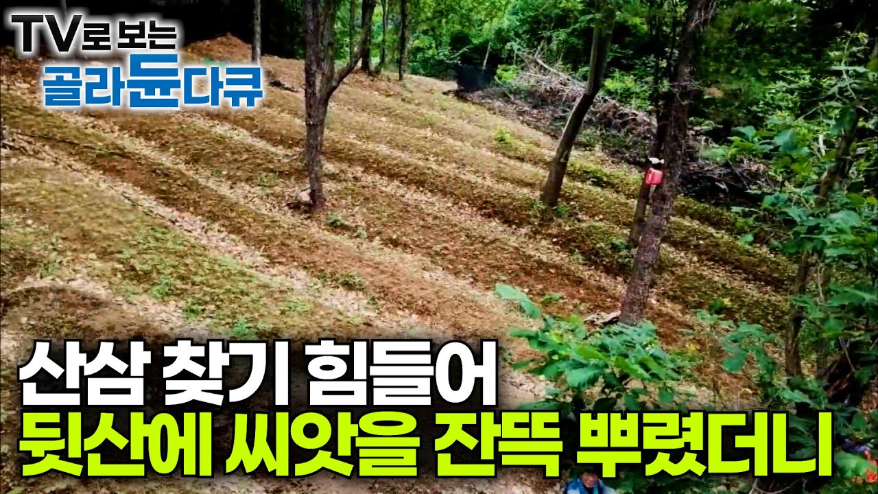 찾기도 힘든 산삼 차라리 키워보자. 뒷산에 삼씨를 20만개나 뿌려둔 결과｜산양삼 농장｜극한직업｜#골라듄다큐