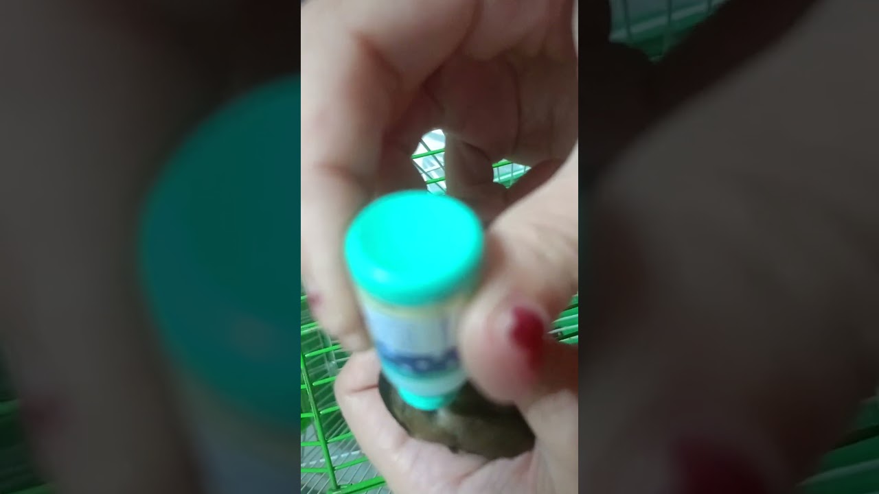 طريقة إستعمال دواء الفاش IVOMEC للحسون الجزء 1