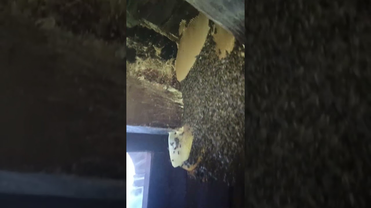 Beekeeping and Harvesting