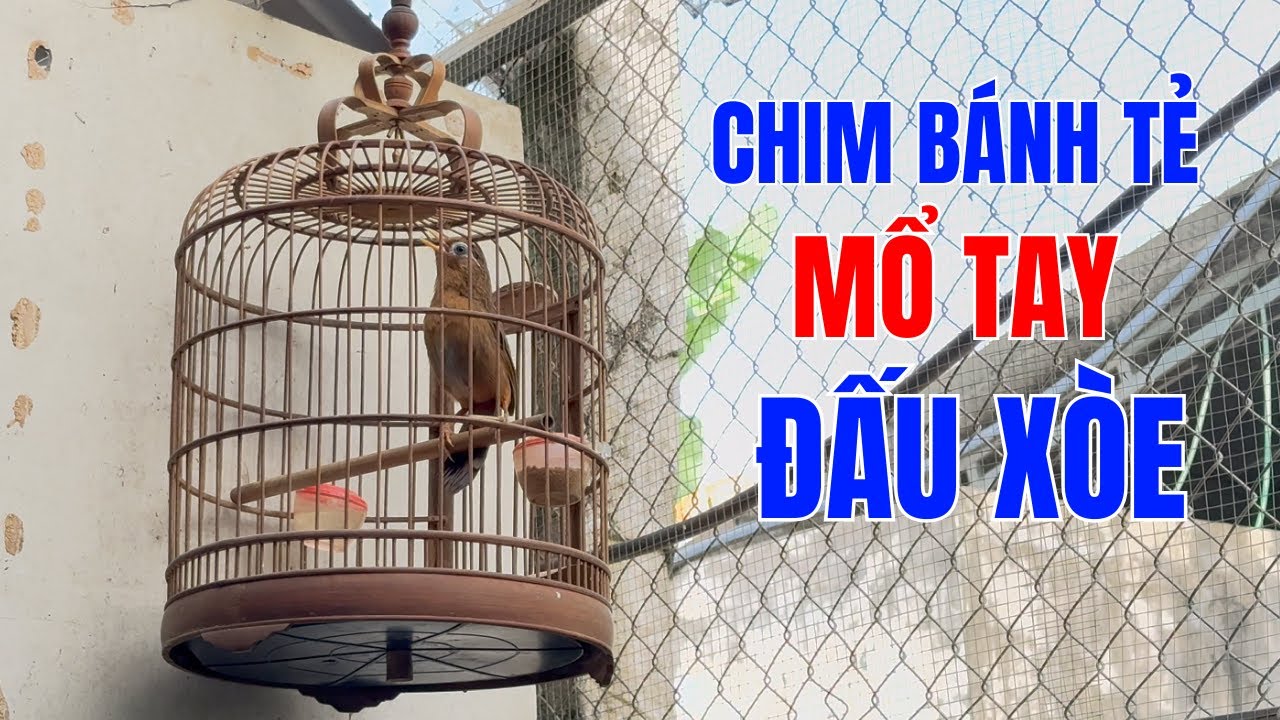 HM 5703 - Chim họa mi b&aacute;nh tẻ, mổ tay, h&oacute;t tốt, đấu x&ograve;e, giọng hay | Hoạt Họa Mi