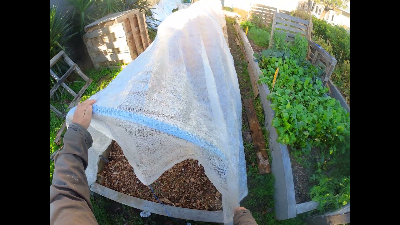 Covering up the garlic crop for 2021