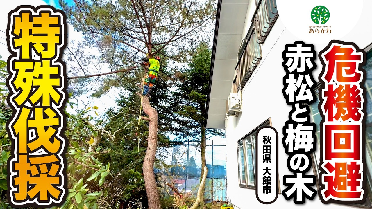 【接触危機】民家に密接した赤松＆梅を特殊伐採作業！#秋田県 #庭 #剪定 #伐採 #大館市 #akita #樹上伐採 #チェーンソー #危険 #赤松 #ハチ公 #梅の木 #特殊伐採 #チルホール