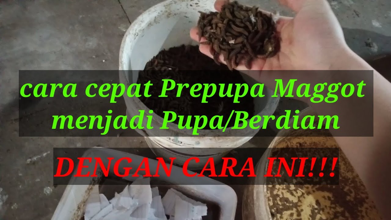 Cara Prepupa Maggot bsf Agar Cepat Jadi Pupa/Berdiam(Bertapa)