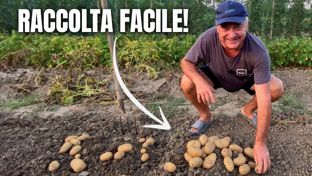 Metodo FACILE per Raccogliere le PATATE con la semina in superficie!